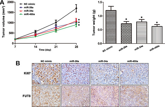 MiR-26a, miR-34a and miR-455-3p mediates MHCC97H cells tumorigenesis by targeting FUT8.