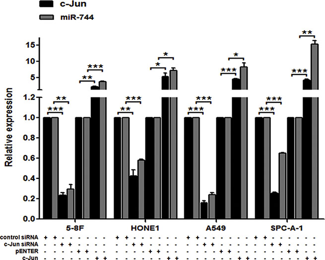 miR-744 transcription is activated by c-Jun.