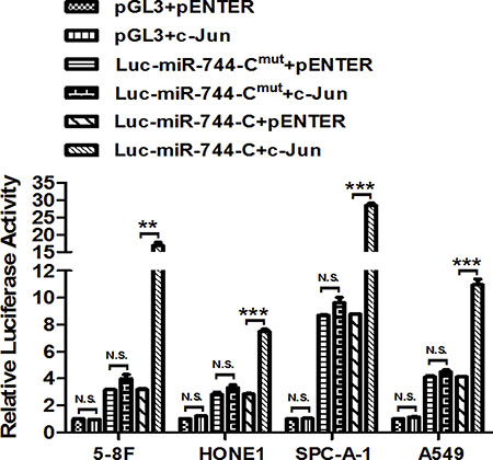 c-Jun enhances the promoter activity of miR-744 by directly binding to its promoter.