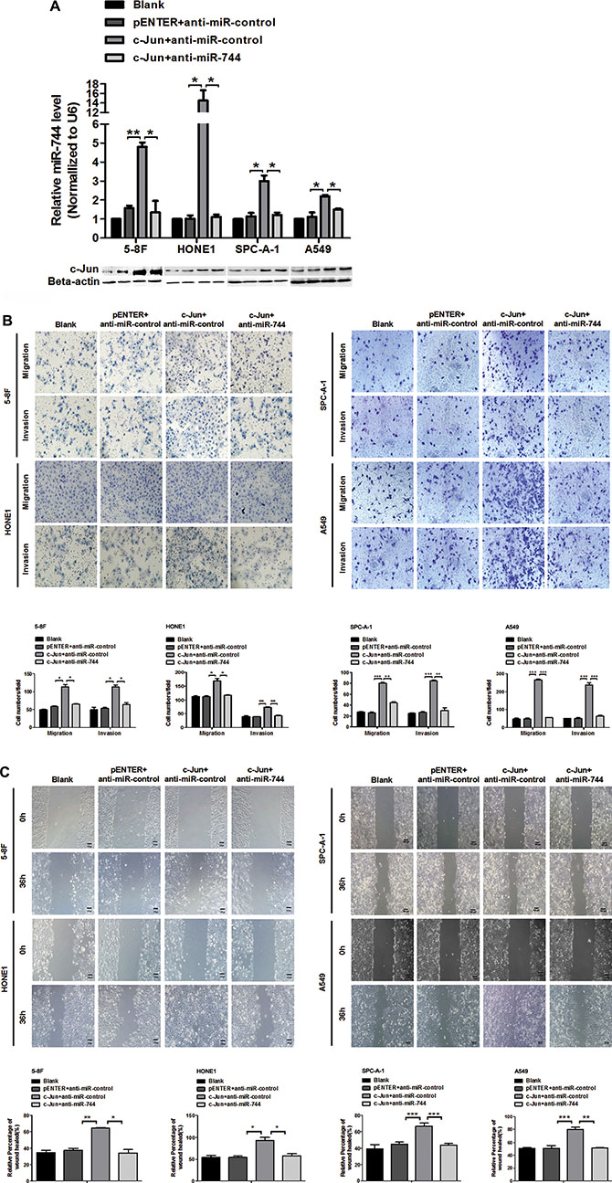 miR-744 mediates the c-Jun promotive effects on cancer cells migration and invasion.