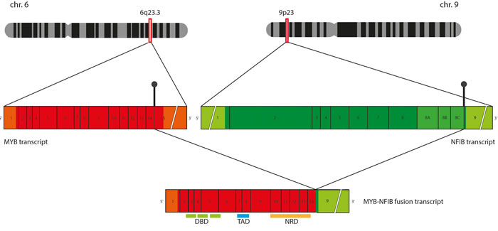 Schematic representation of