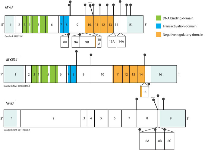 Representation of the breakpoints within the