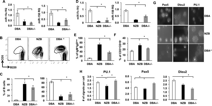 Comparison of splenic phenotype in control DBA, NZB and DBA congenic (DBA