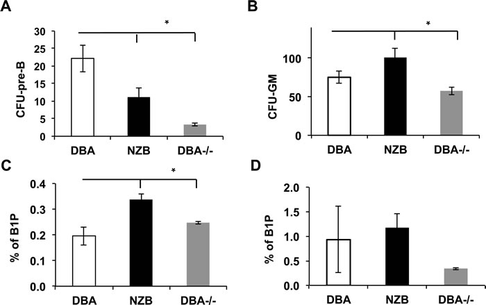 B1 progenitors (B1P) and colony forming units (CFU) analysis.