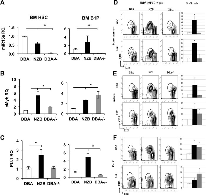 Repopulation potential of DBA, NZB and DBA