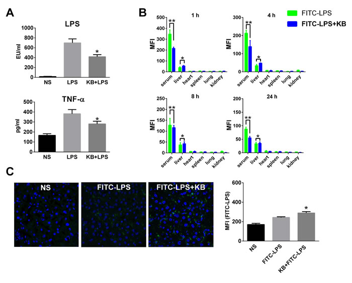 KB increases serum clearance of LPS and enhances hepatic LPS uptake in C57 BL/6 mice.