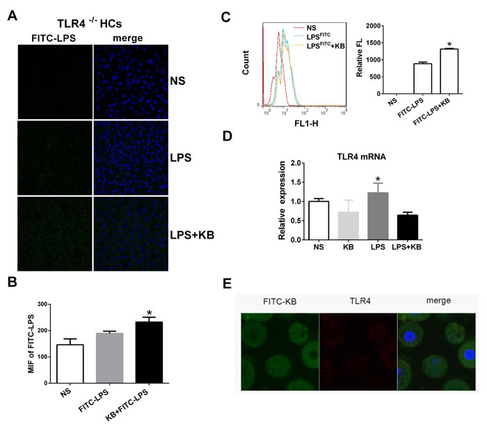 KB induced LPS uptake in hepatocytes independent of TLR4.