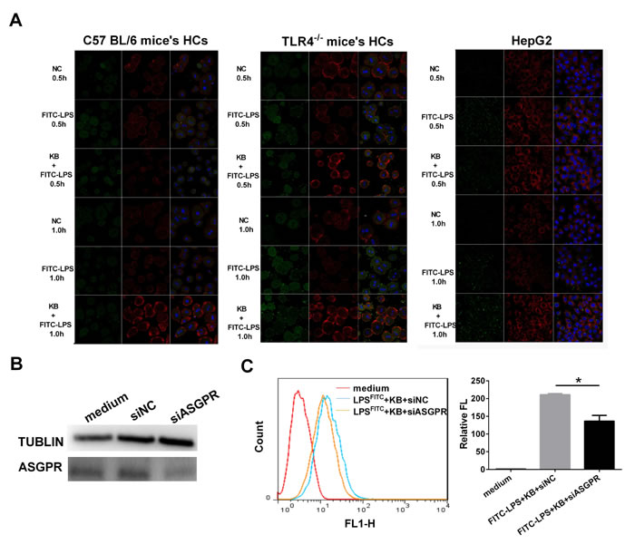 ASGPR knockdown dampens KB-induced LPS uptake in murine hepatocytes.