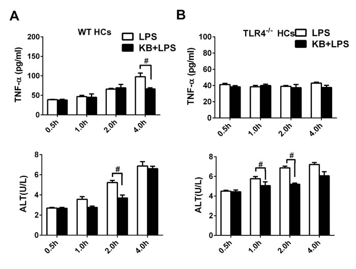 KB reduces inflammation caused by LPS and protects HCs.