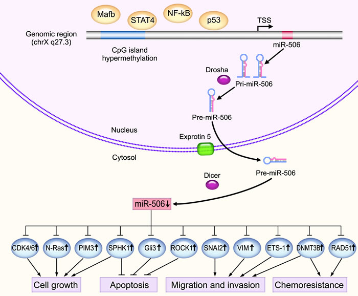 The underlying mechanisms of the tumor suppressive activity of miR-506.