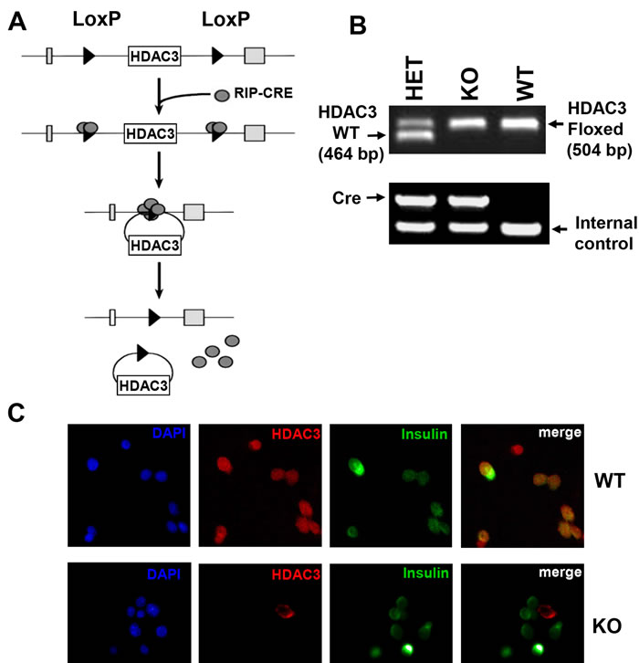 Generation of &#x3b2;-cell-specific HDAC3 knockout mice.