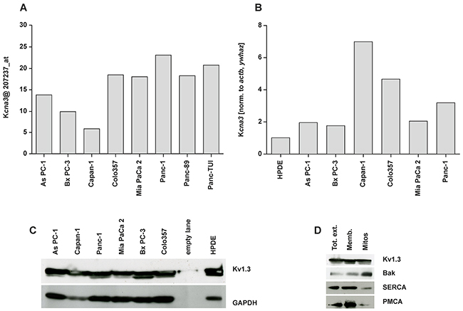 Expression of Kv1.3 potassium channel in different pancreatic ductal adenocarcinoma cell lines.