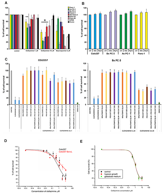 Clofazimine reduces cell survival in PDAC lines with p53 mutation.