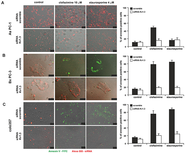 Clofazimine induces apoptosis in PDAC lines in a Kv1.3-dependent manner.