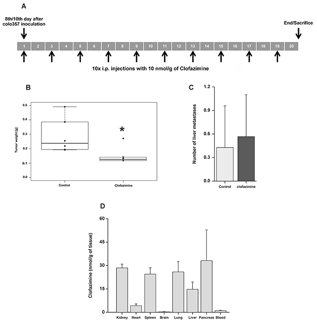 Reduction of tumor weight by clofazimine treatment in a SCID orthotopic PDAC model.