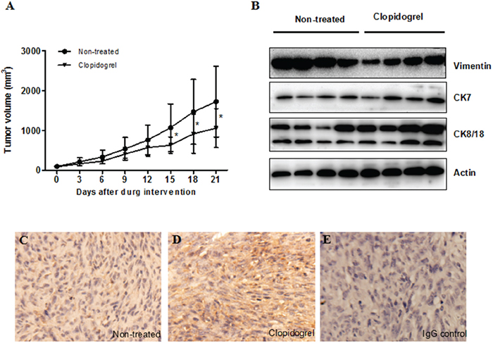 Anti-platelet intervention induced cell differentiation in the mouse xenograft model.