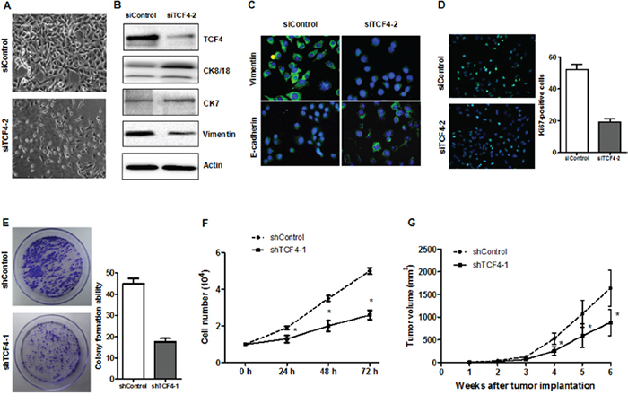 TCF4 knockdown induced cell differentiation and decreased tumorigenicity.