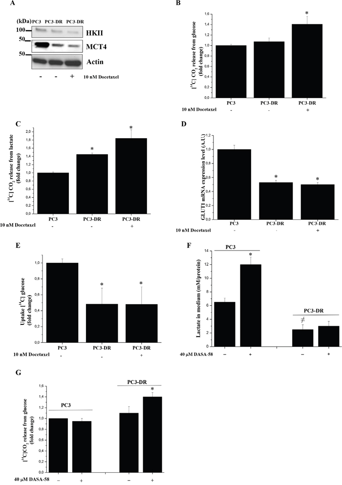 Docetaxel resistant cells increase their oxidative metabolism.
