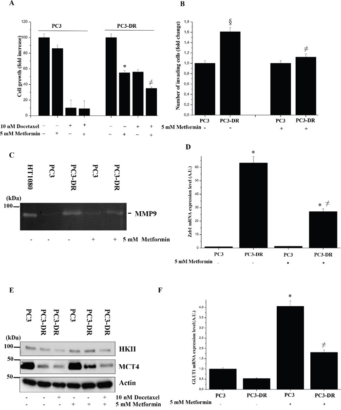 Metformin impairs growth and invasion of PC3-DR cells.