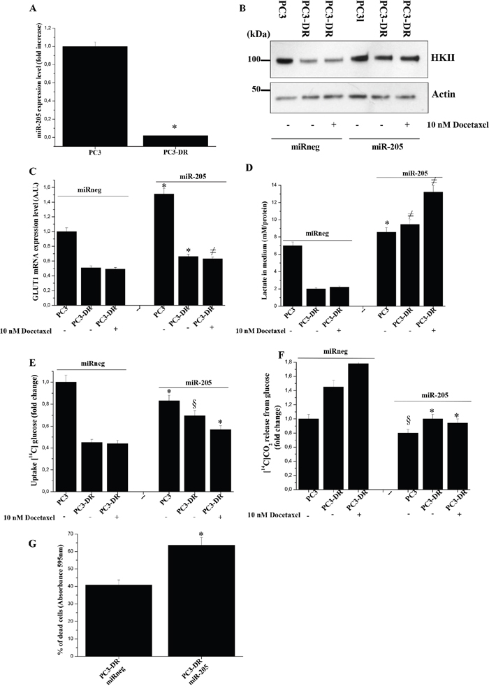 Re-expression of miR-205 in PC3-DR cells induces a metabolic shift and increase docetaxel sensitivity.