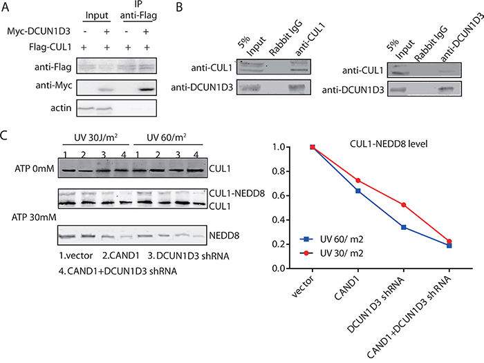 DCUN1D3 binds with CUL1 and stimulates CUL1 neddylation.