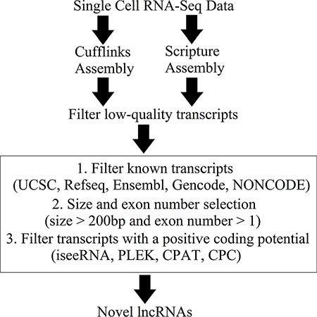 Overview of the novel lncRNA detection pipeline.