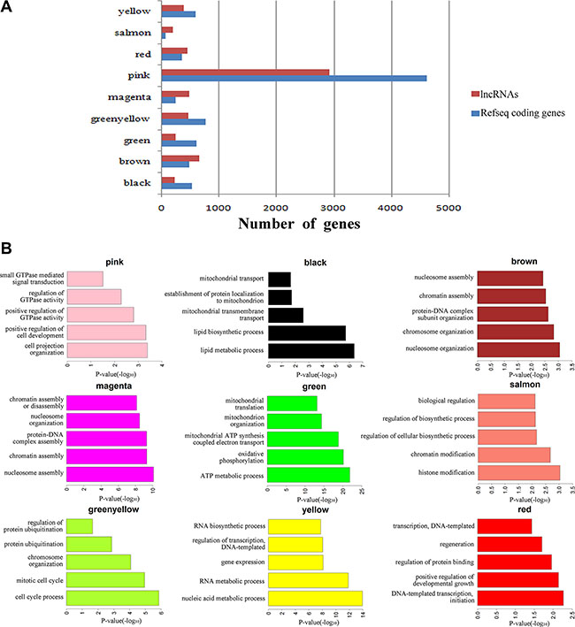 Function prediction of lncRNAs involved in pre-implantation development.