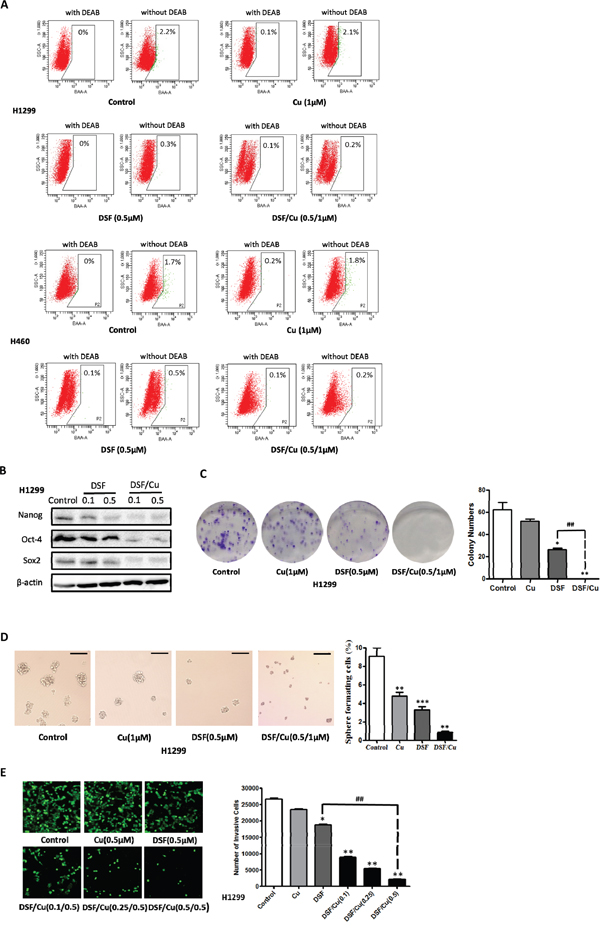 DSF/Cu inhibits the stemness of NSCLCs in vitro.