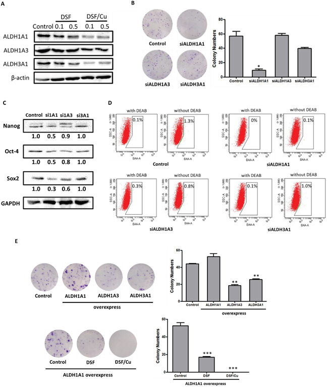 ALDH1A1 plays a key role in ALDH-positive NSCLC stem cells.