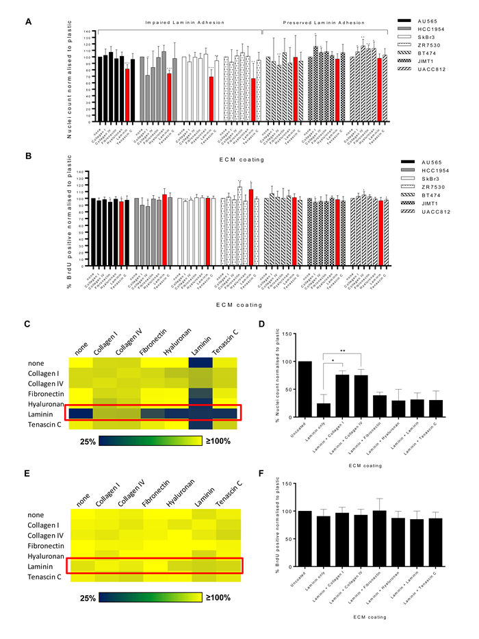 A subset of breast cancer cell lines display impaired adhesion of laminin.