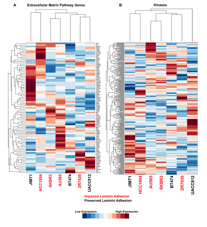 Impaired laminin adhesion cell lines do not cluster based on expression of specific ECM genes or kinases.