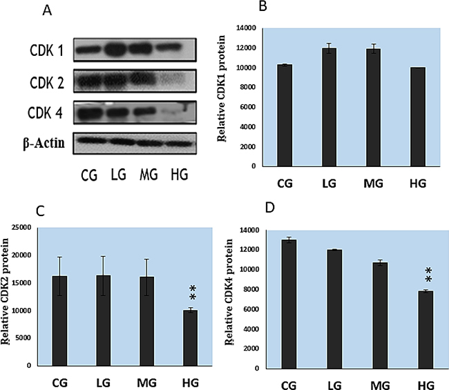 Protein expression levels of cyclin-dependent kinases in cultured splenic lymphocytes, as determined with quantitative measurement of western blots