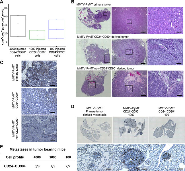 Comparison of primary MMTV-PyMT and TIC-derived tumors and metastasis.