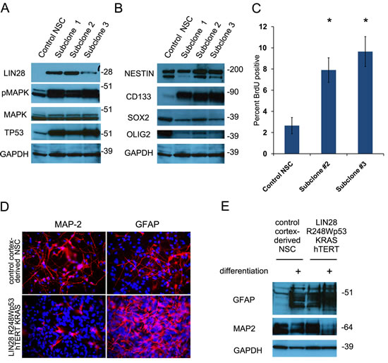 Transduction of human neural stem cells with