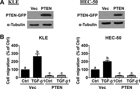 Overexpression of PTEN abolishes TGF-&#x03B2;1-stimulated cell migration.