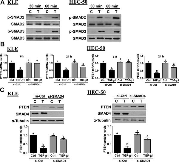 Activation of SMAD signaling is required for the down-regulation of PTEN by TGF-&#x03B2;1.