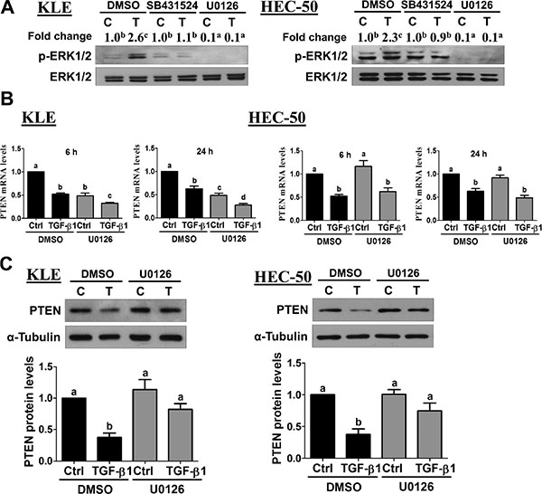 Activation of ERK1/2 signaling is required for the down-regulation of PTEN by TGF-&#x03B2;1.
