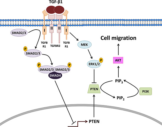 Proposed model for the actions of TGF-&#x03B2;1 on PTEN, PI3K-AKT signaling and cell migration in type II endometrial cancer cells.