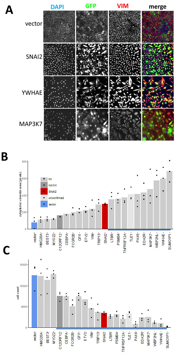 Effect of hits on VIM expression and cell morphology in MCF10A cells.