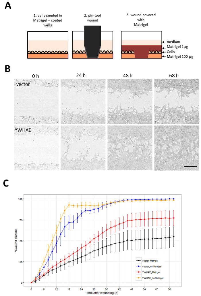 Assay for cell invasion through extracellular matrix using Matrigel&#x2122;-filled scratch-wound.