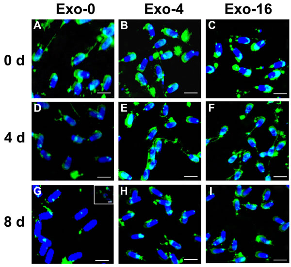 Immunofluorescence detection of AWN on sperm incubated in the diluent without exosomes (Exo-0) and with different concentrations of exosomes (Exo-4 and Exo-16) on day 0, and after 4 days and 8 days at 17