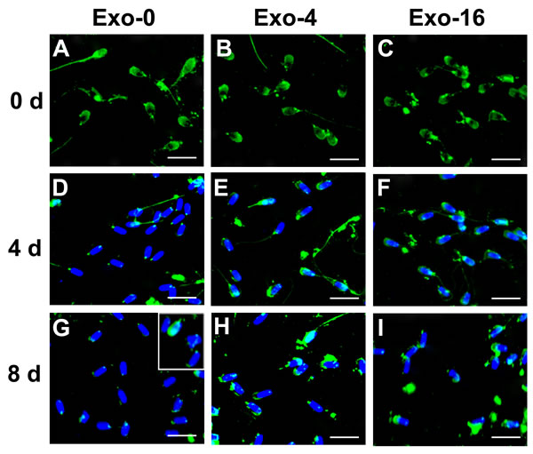 Immunofluorescence detection of PSP-I on sperm incubated in the diluent without exosomes (Exo-0) and with different concentrations of exosomes (Exo-4 and Exo-16) on day 0, and after 4 days and 8 days at 17