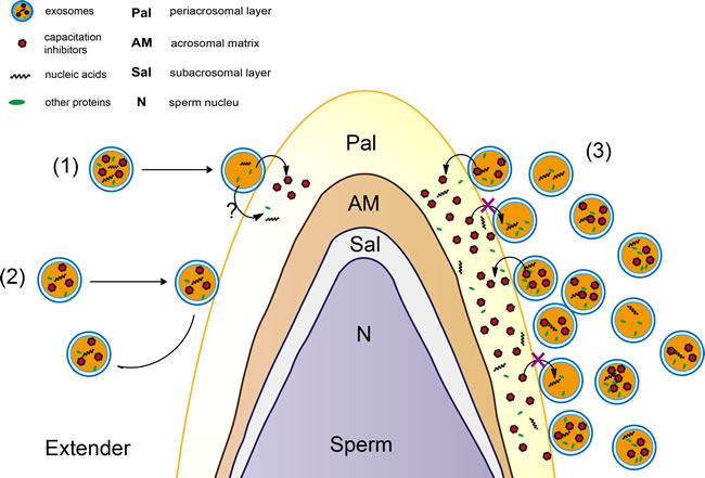 A speculative model of exosomes for protection of sperm function.