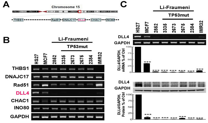 Analysis of gene expression in the breakpoint region of chromosome 15q15 and determination of the corresponding protein levels in the normal skin fibroblasts of Li-Fraumeni Syndrome (LFS) patients and unrelated cancer cell lines.
