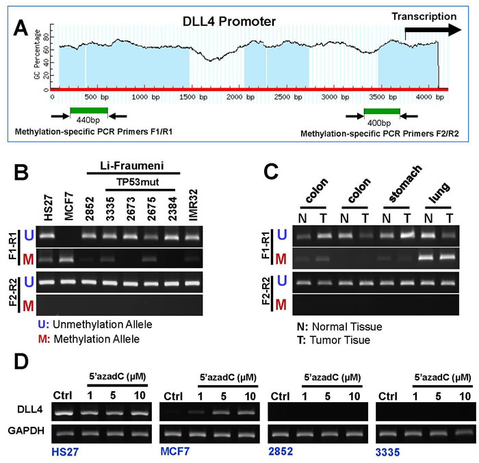 DNA methylation pattern of DLL4 gene promoter in LFS, breast and brain cancer cell lines.