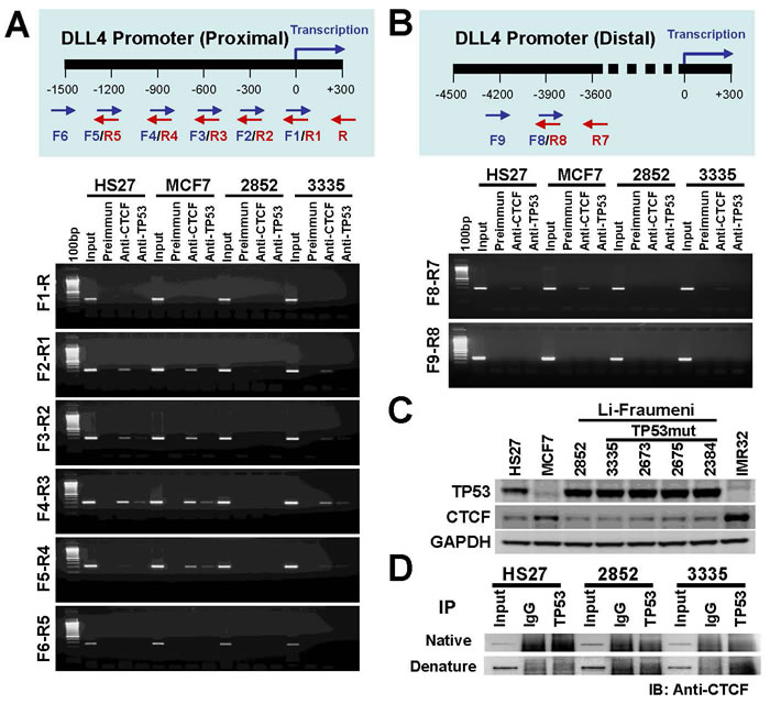 Role of TP53 and CTCF in regulation of DLL4 gene expression.