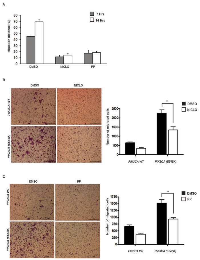 Niclo and PP inhibit oncogenic PI3K-mediated cellular migration.