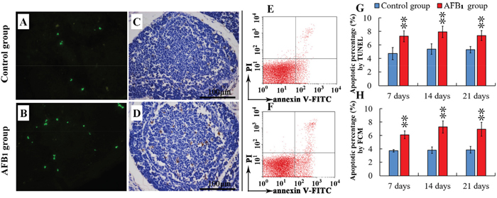 Percentage of apoptotic bursal lymphocytes from the broilers exposed to the control and AFB1 diets.