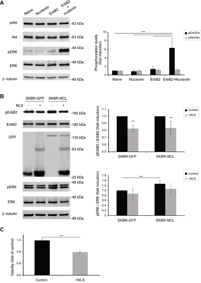Binding of nucleolin specifically activates ErbB2 and the MAPK pathway.