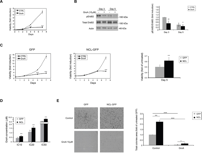 The nucleolin-targeted drug GroA (AS1411) inhibits cell growth and ErbB2 activation.